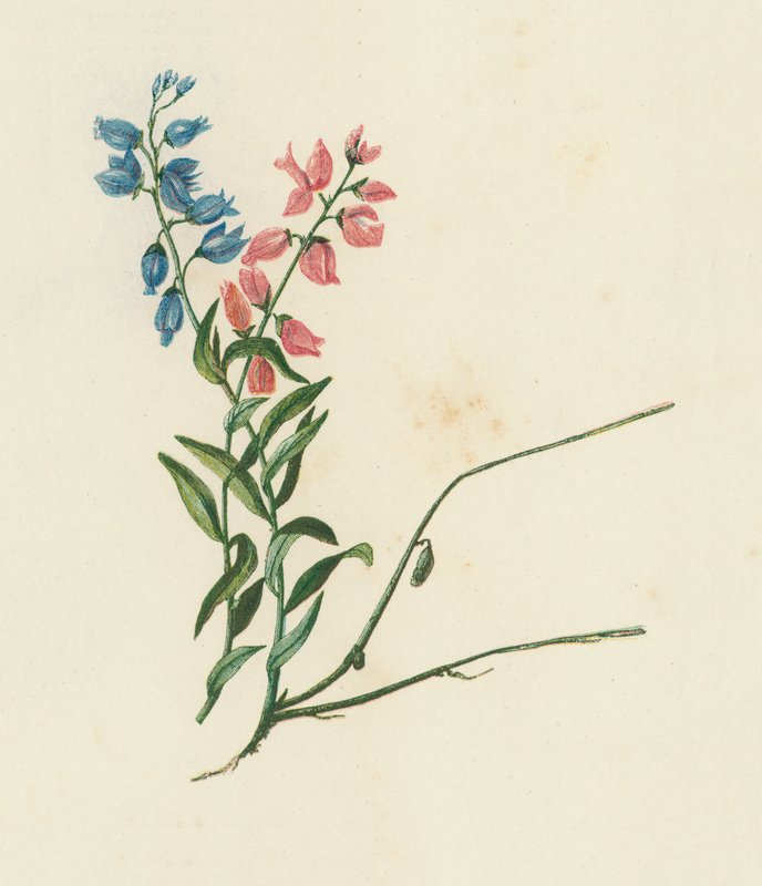 Maitohorsma, Polygala Vulgaris (värilitaatti) tekijältä English School