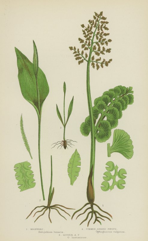 Moonwort, tavallinen kynsikieli, pikkutarhan kieli (väri lito) tekijältä English School