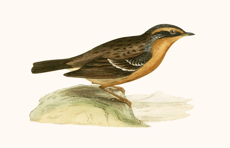 Mountain Accentor, kuvitus Charles Robert Breen (1811-86) teoksesta "A History of the Birds of the Birds of the British Islands", julkaistu 1867 tekijältä English School