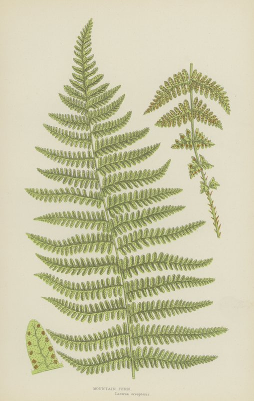 Mountain Fern (värilitografia) tekijältä English School