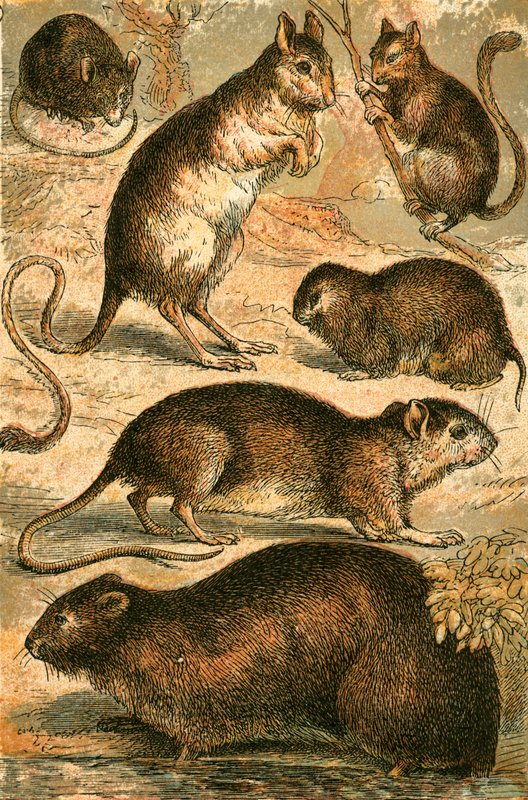 Hiiri, Jerboa, Rotta, Myskirotta, Dormouse ja Field Mouse tekijältä English School