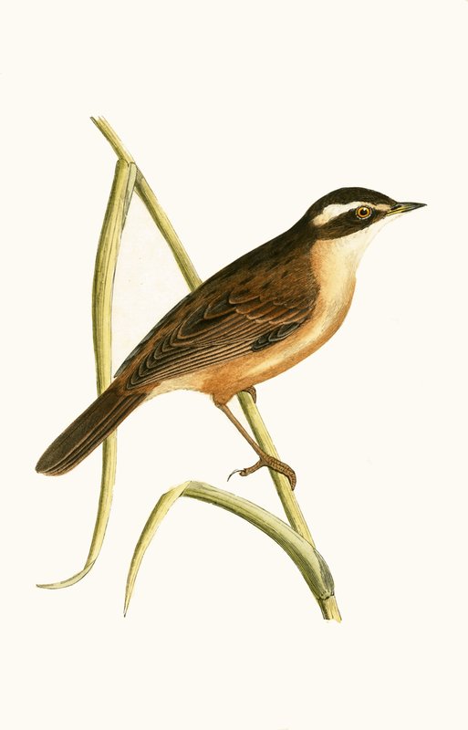 Viiksikirkko, kuvitus Charles Robert Breen (1811-86) teoksesta "A History of the Birds of the Birds of the British Islands" (1811-86), julkaistu 1867 tekijältä English School