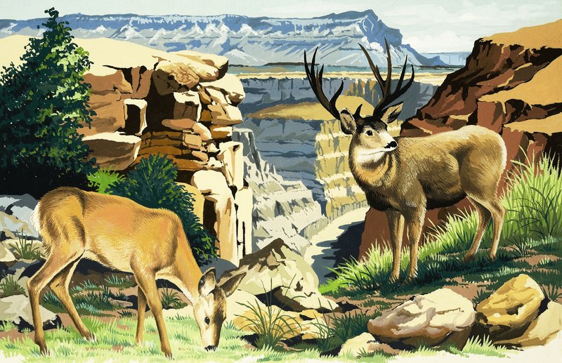 Muulipeura Grand Canyonin kansallispuistossa tekijältä English School