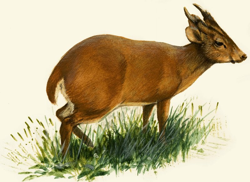 Munwac tekijältä English School