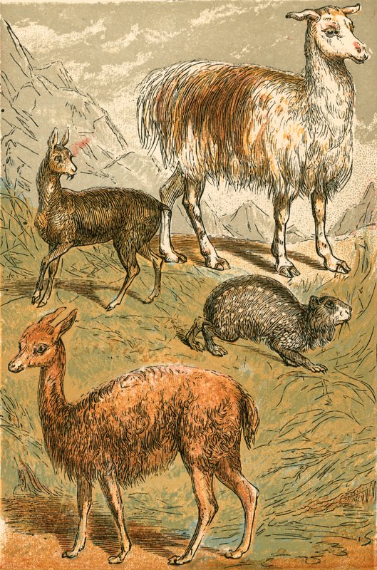 Musk Deer, Llama, Vicuna at Sooty Paraffin tekijältä English School