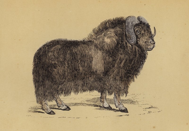Musk Ox (väri litho) tekijältä English School