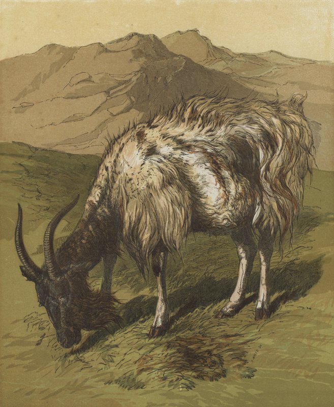 My Billygoat (värilitografia) tekijältä English School