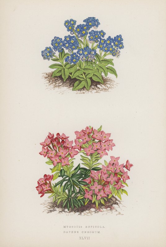 Myosotis Rupicola; Daphne Cneorum (värilitra). tekijältä English School