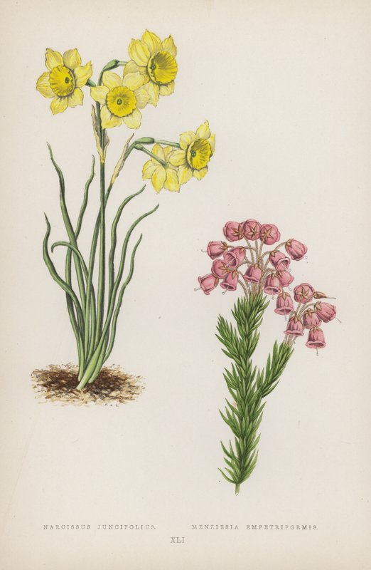 Narcissus Juncifolius; Menziesia Empetriformis (värilitra). tekijältä English School