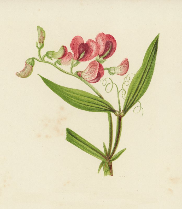 Kapealehtinen ikuinen herne, Lathyrus Sylvestris (väri litho) tekijältä English School