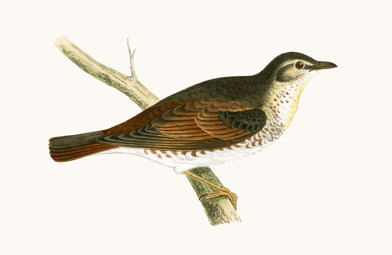 Naumanninharakka, kuva Charles Robert Breen (1811-86) teoksesta "A History of the Birds of Europe Not Observed in the British Isles", julkaistu 1867. tekijältä English School