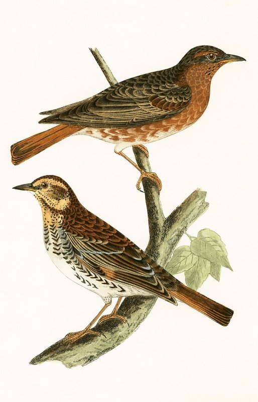Naumannin sammas, kuvitus Charles Robert Breen (1811-86) teoksesta "A History of the Birds of the Birds of the British Islands", julkaistu 1867 tekijältä English School