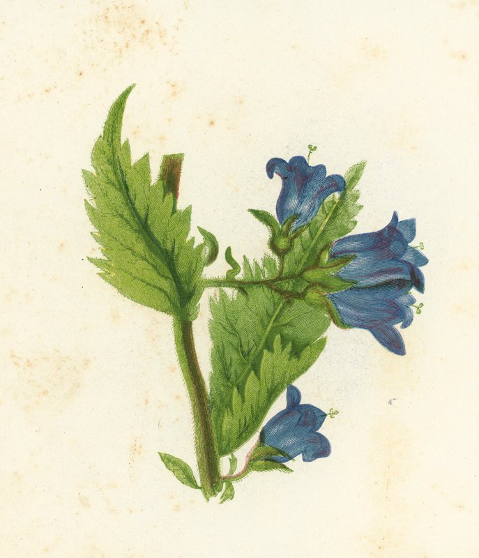 Nokkosenlehtinen kellokukka, Campanula Trachelium tekijältä English School