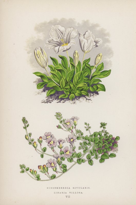 Nierembergia Rivularis; Linaria Villosa (värilitro). tekijältä English School
