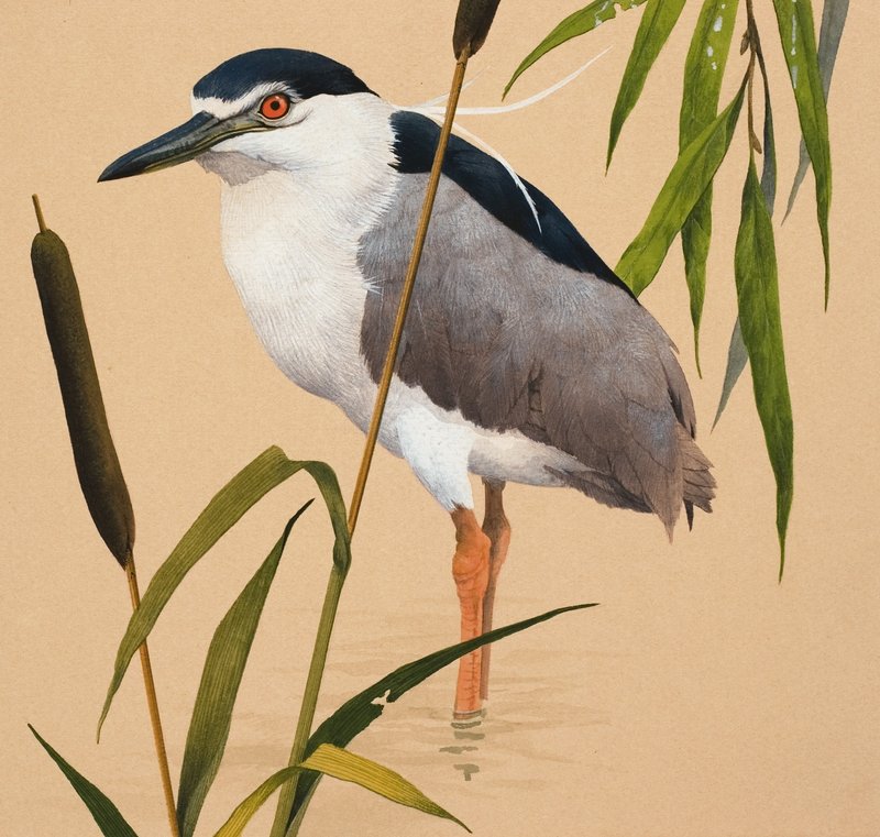Night Heron tekijältä English School