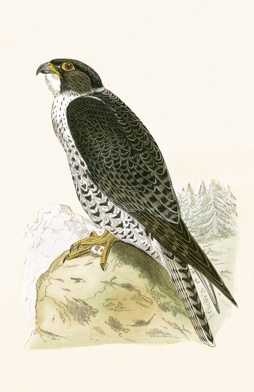Norjalainen Jer-Falcon, kuvitus Charles Robert Breen (1811-86) teoksesta "Euroopan lintujen historia, joita ei havaittu Brittein saarilla", julkaistu 1867 tekijältä English School