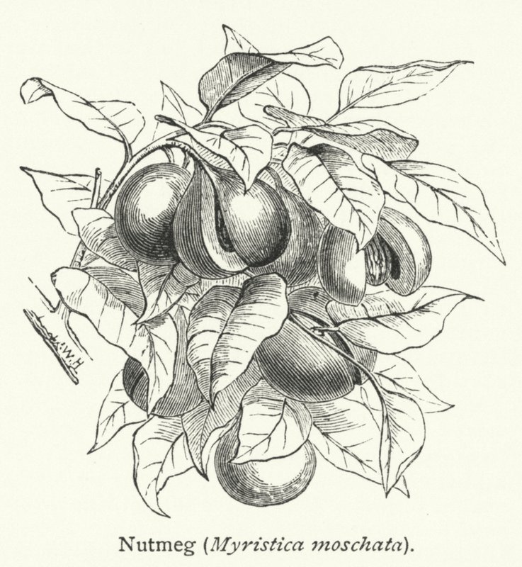 Muskottipähkinä (Myristica moschata) (kaiverrus) tekijältä English School
