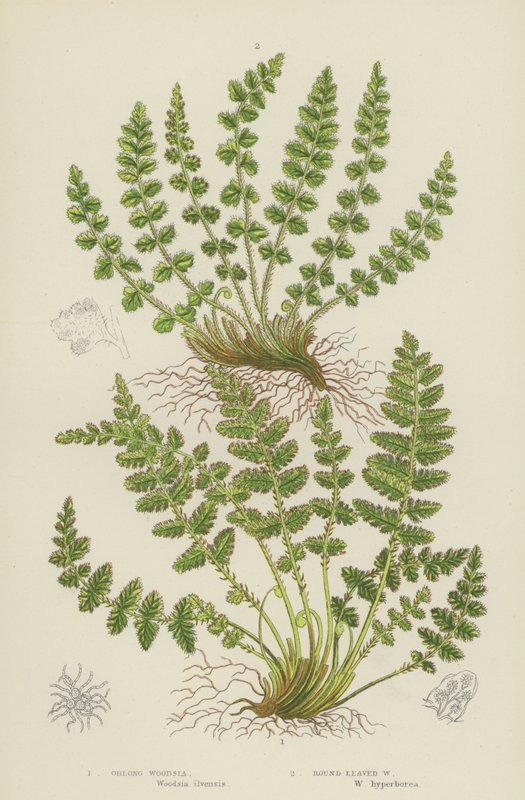 Pitkänomainen Woodsia, Pyöreälehtinen Woodsia (värilitro) tekijältä English School