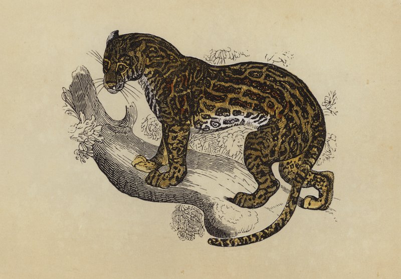 Ocelot (värilitra) tekijältä English School