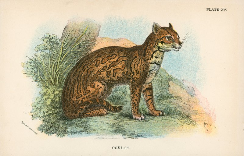 Ocelot tekijältä English School