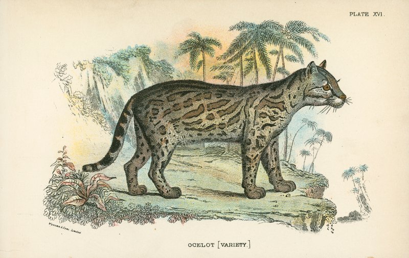 Ocelot [lajike] tekijältä English School