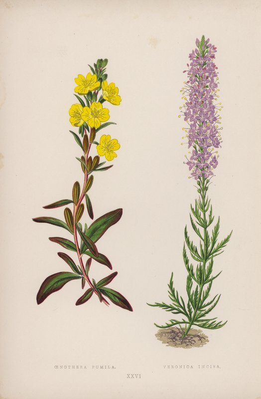 Oenothera Pumila; Veronica Incisa (värilitra) tekijältä English School