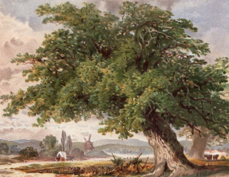 Old Oak by the Wayside, Surrey (väri litho) tekijältä English School