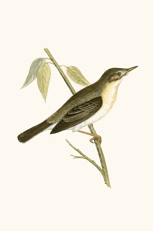Olivaceous Warbler, kuvitus Charles Robert Breen (1811-86) teoksesta "A History of the Birds of the Birds of the European Not Observed in the British Isles", julkaistu 1867 tekijältä English School