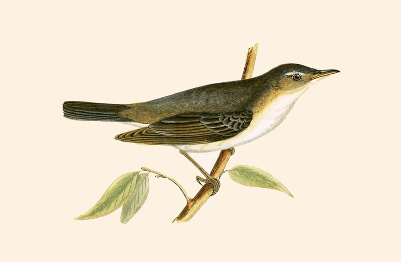 Olive Tree Warbler, kuvitus Charles Robert Breen (1811-86) teoksesta "A History of the Birds of the Birds of the British Islands", julkaistu 1867 tekijältä English School