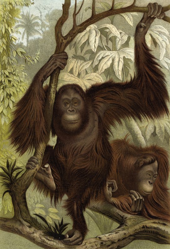 Orangutan tekijältä English School