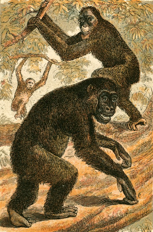 Orang Outang ja Gorilla tekijältä English School