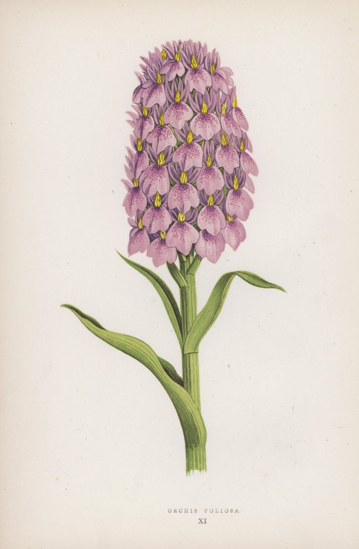 Orchis Foliosa (väri litho) tekijältä English School