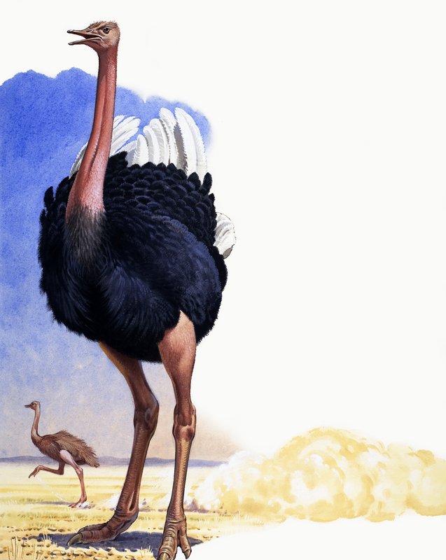 Strutsi tekijältä English School