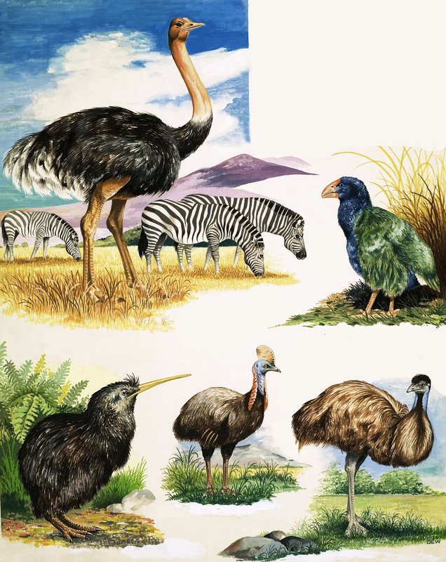 Strutsi, Kiivi, Cassowary, Emu ja Takahe tekijältä English School