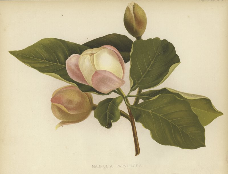 Oyama Magnolia tekijältä English School