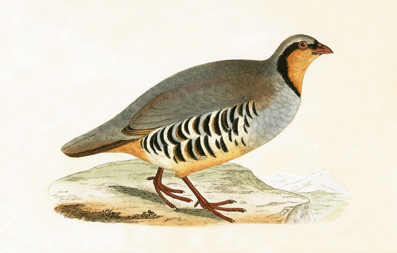 P Graeca, Var, kuvitus Charles Robert Breen (1811-86) teoksesta 