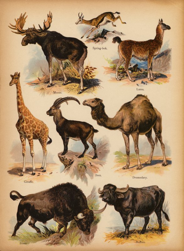 Sivu The Little Folks’ Picture Natural Historysta, n. 1900 (chromolitho) tekijältä English School