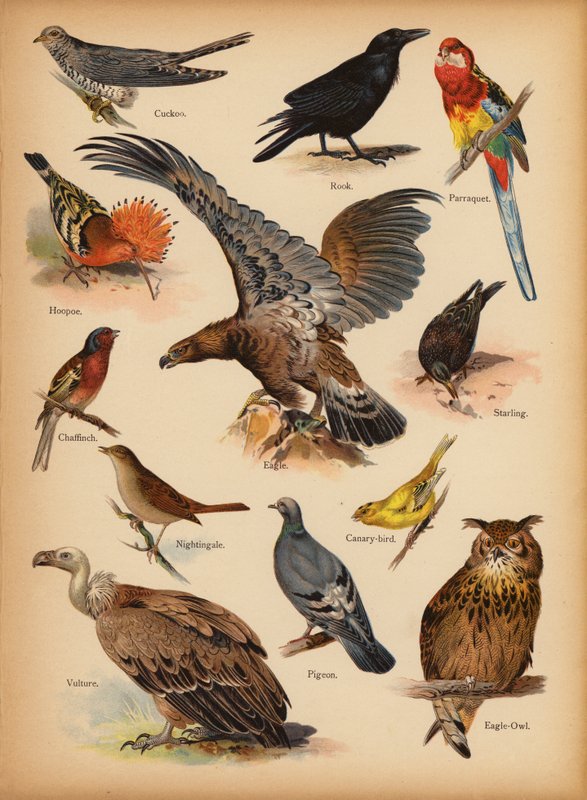 Sivu The Little Folks’ Picture Natural Historysta, n. 1900 (chromolitho) tekijältä English School
