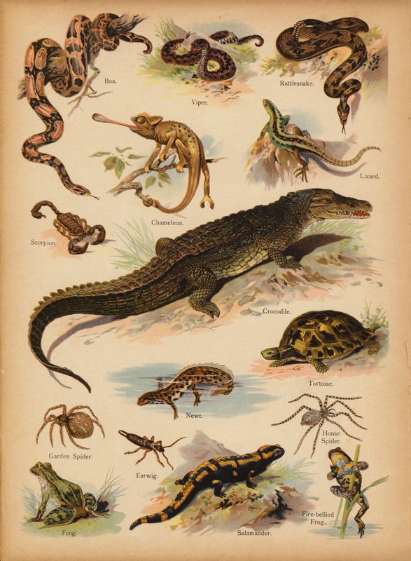 Sivu The Little Folks’ Picture Natural Historysta, n. 1900 (chromolitho) tekijältä English School