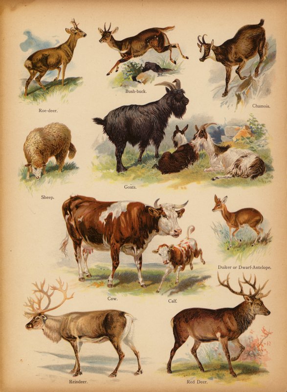 Sivu The Little Folks’ Picture Natural Historysta, n. 1900 (chromolitho) tekijältä English School