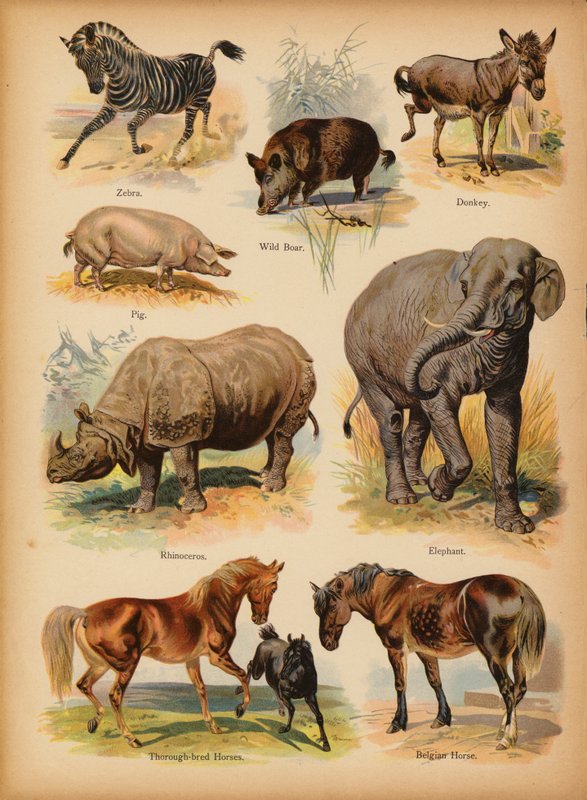 Sivu The Little Folks’ Picture Natural Historysta, n. 1900 (chromolitho) tekijältä English School