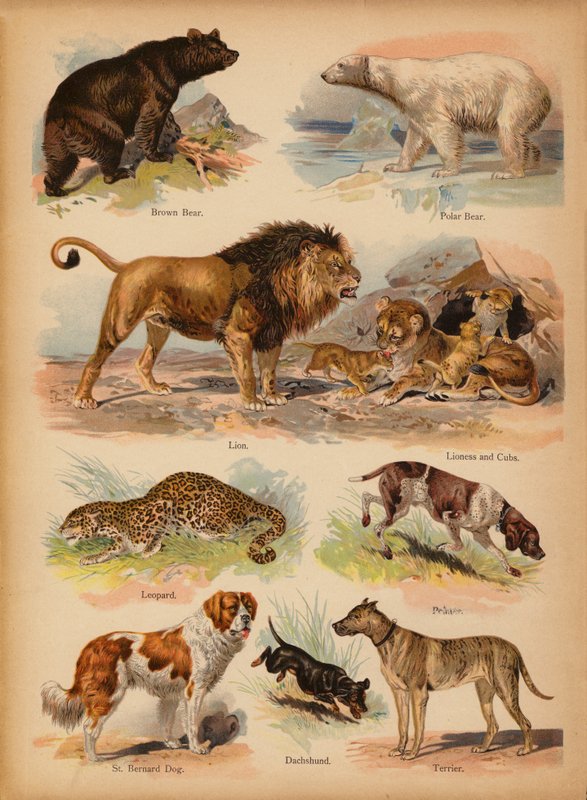 Sivu The Little Folks’ Picture Natural Historysta, n. 1900 (chromolitho) tekijältä English School