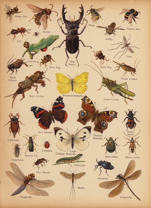Sivu The Little Folks’ Picture Natural Historysta, n. 1900 (chromolitho) tekijältä English School
