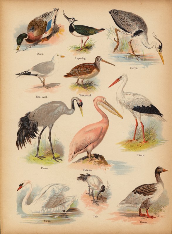 Sivu The Little Folks’ Picture Natural Historysta, n. 1900 (chromolitho) tekijältä English School
