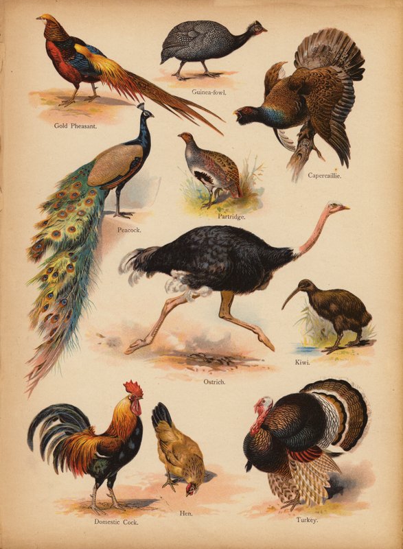 Sivu The Little Folks’ Picture Natural Historysta, n. 1900 (chromolitho) tekijältä English School