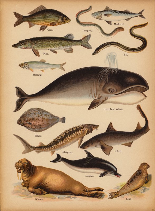 Sivu The Little Folks’ Picture Natural Historysta, n. 1900 (chromolitho) tekijältä English School