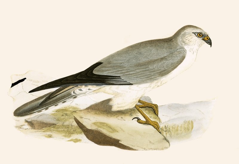 Pale Chested Harrier, kuvitus Charles Robert Breen (1811-86) teoksesta "A History of the Birds of the Birds of the British Isles", julkaistu 1867 (värilitho) tekijältä English School