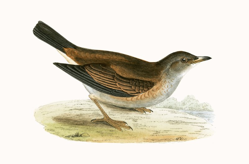 Vaalea sammas, kuvitus Charles Robert Breen (1811-86) julkaisusta "A History of the Birds of the Birds of the British Islands", julkaistu 1867 tekijältä English School