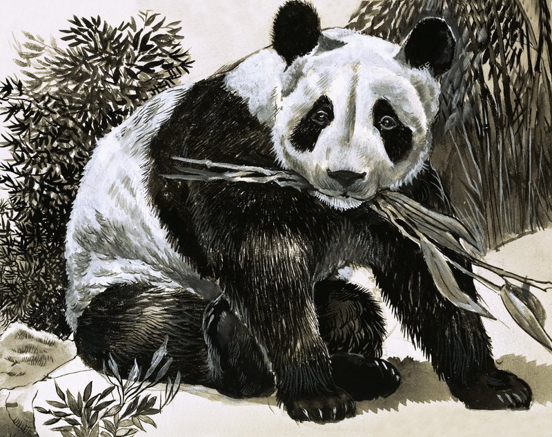 Panda tekijältä English School