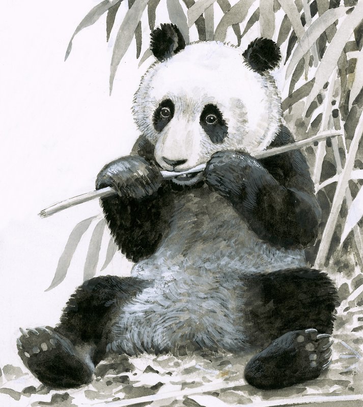 Panda pureskelee bambua tekijältä English School